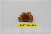 藏品(肥胖後相手蟹)的圖片